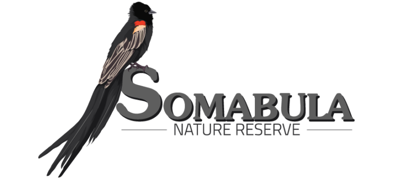 Somabula-Logo-RGB_transparent-e1779320996684.png