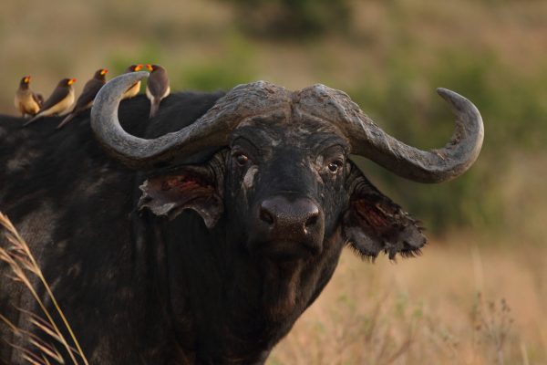 group-small-cute-birds-sitting-back-magnificent-black-buffalo-scaled-1.jpg